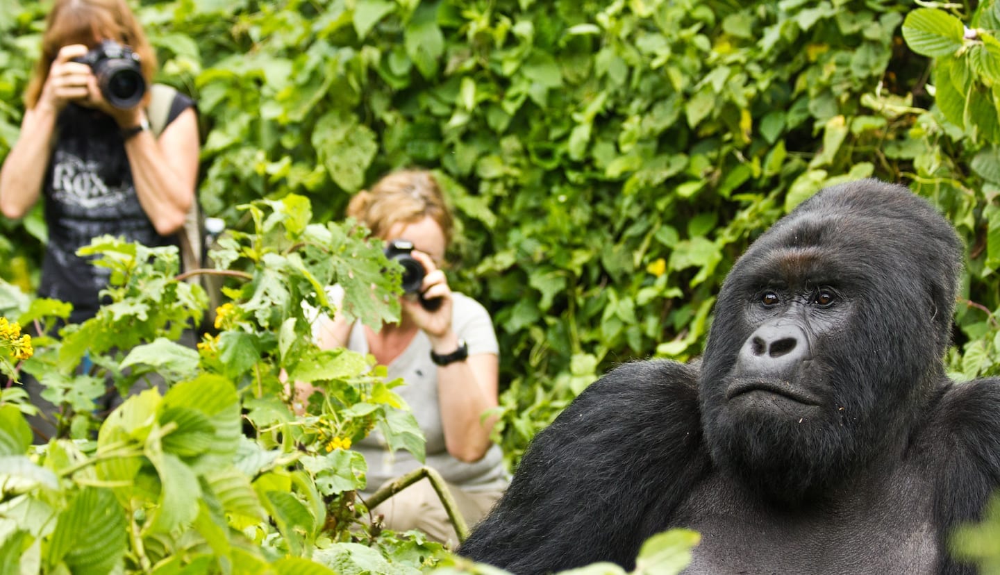 Rwanda gorilla treks