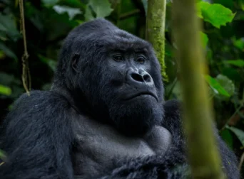 Rwanda gorilla treks