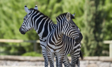akagera national park travel guide
