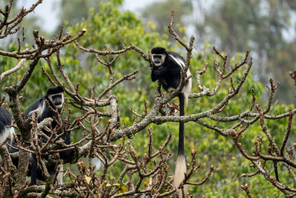 Nyungwe Forest Safari