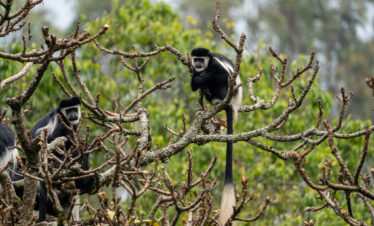 Nyungwe Forest Safari