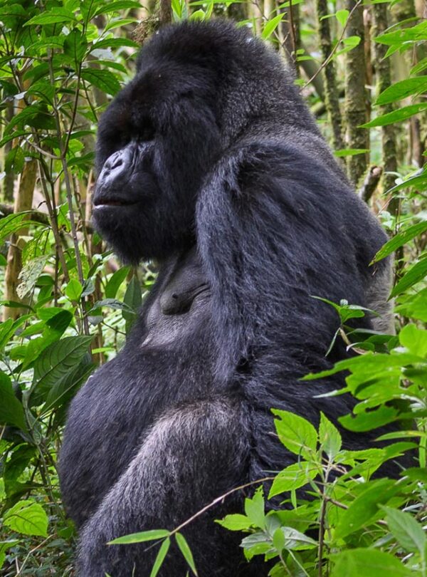 Volcanoes-National-Park-Rwanda-Gorilla-Trek-Rwanda-Tours