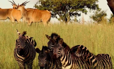 akagera national park travel guide