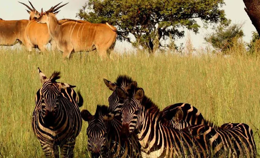 akagera national park travel guide