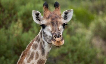 akagera national park travel guide