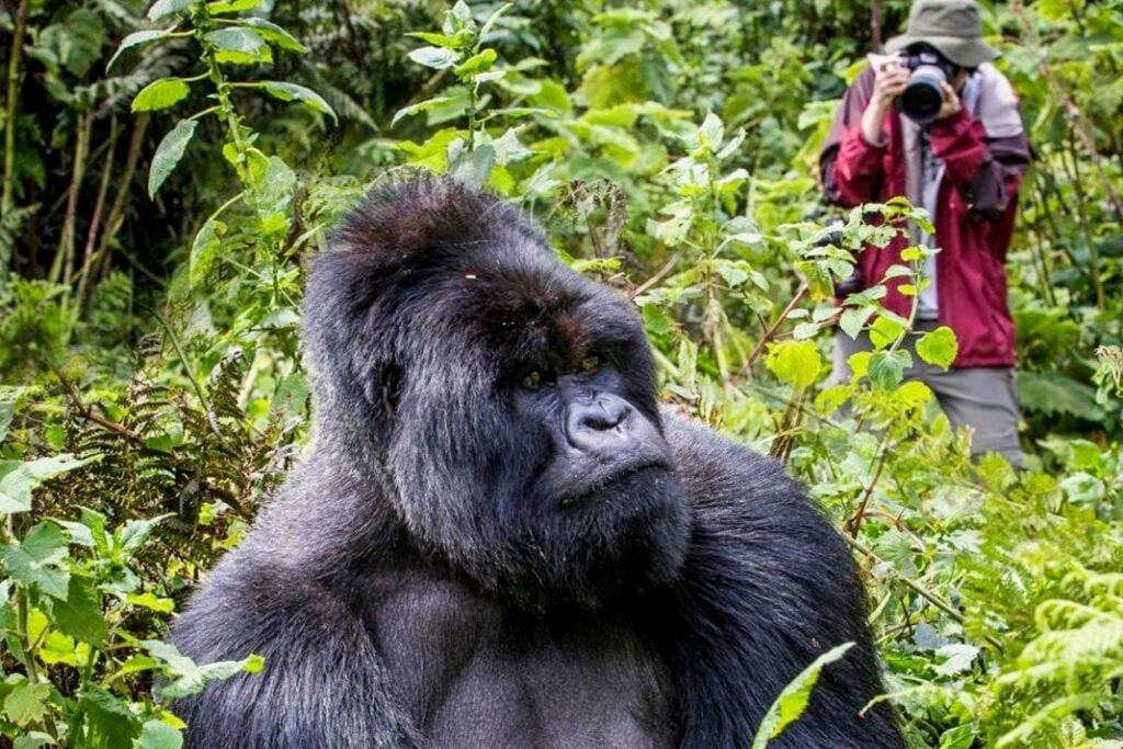 Contact us for Gorilla Trek and Tours Rwanda