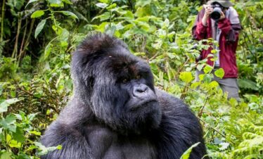Contact us for Gorilla Trek and Tours Rwanda
