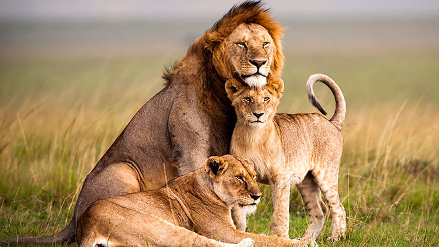 akagera national park travel guide