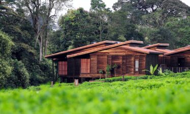 Nyungwe Forest Safari
