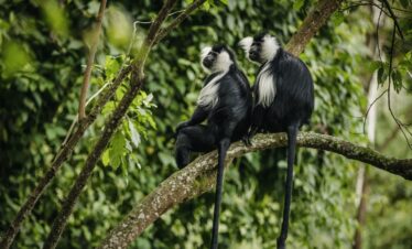 Nyungwe Forest Safari