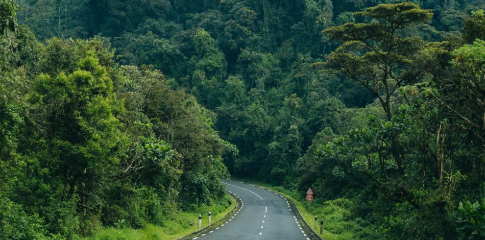 Nyungwe Forest Safari