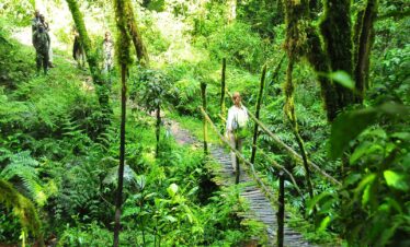Nyungwe Forest Safari