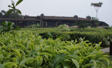 Nyungwe Forest Safari