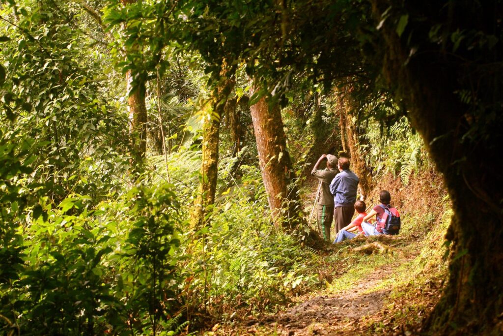 Nyungwe Forest Safari