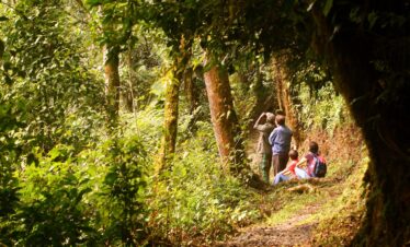 Nyungwe Forest Safari